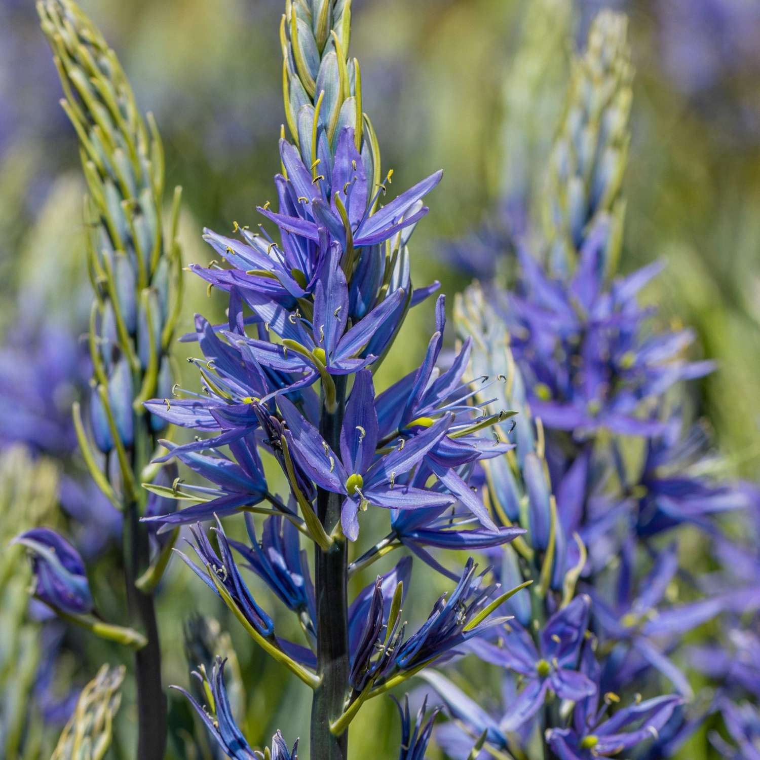 Preeriatähti Camassia quamash 'Caerulea'